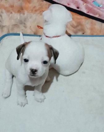 Чихуахуа щенок девочка