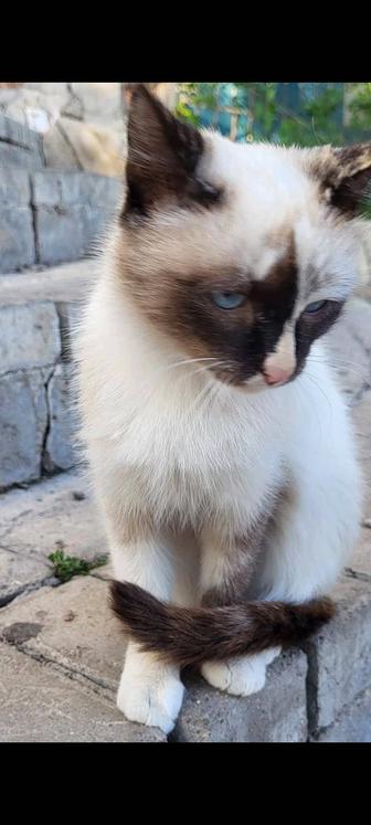 Красивая кошечка