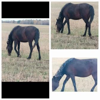 Продам байтал