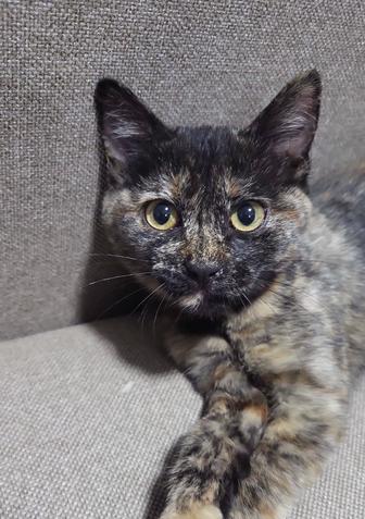 Котенок в добрые руки