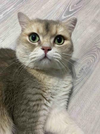 Отдам даром котика