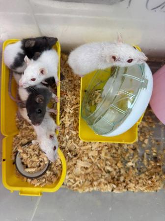 грызуны, крысята