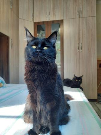 Продажа котят