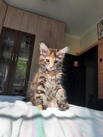 Продажа котят
