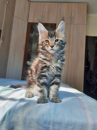 Продажа котят