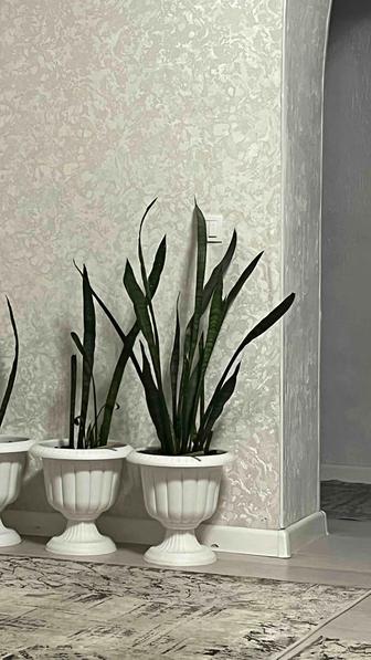 Продам цветы