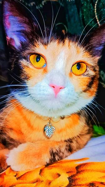Снежана красивая белая кошка