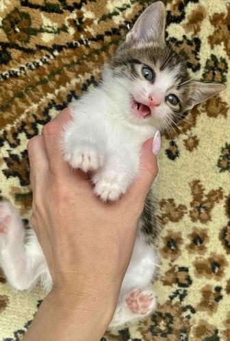 Отдам котят в хорошие, заботливые руки