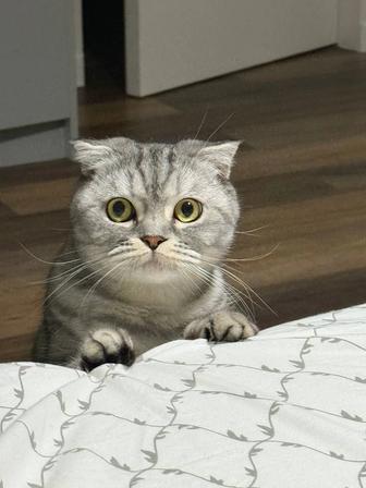 Отдам в добрые руки кота породы Скоттиш Фold