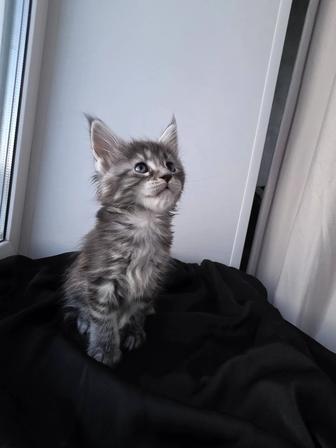 Мейн-кун котята Крупные Документы Полидакты