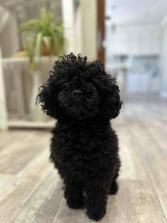 Продам щенка Той пудель