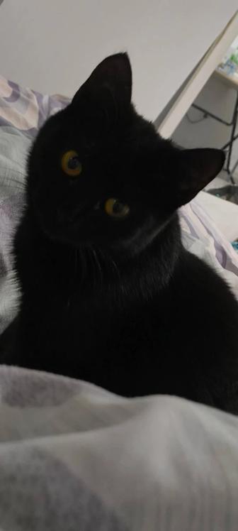 черная кошка девочка 7 месяцев