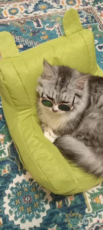 Выгул собак и кошек
