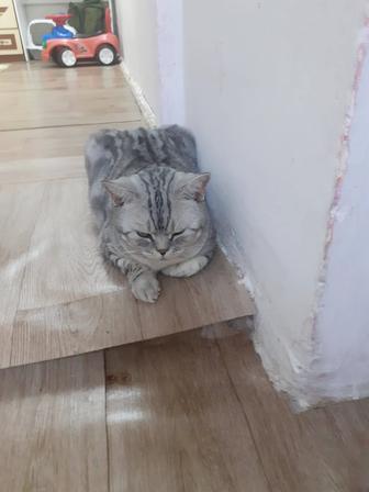 Продам Чистокровного Шотландского Кота