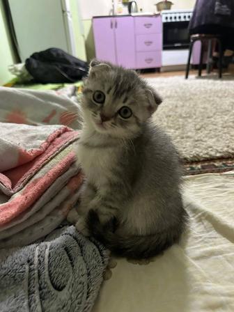 Шотландский котенок