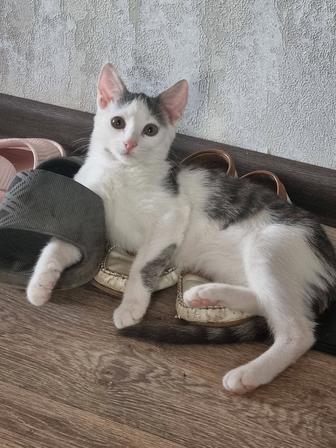 Отдам котят в добрые руки