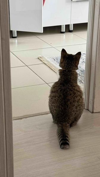 Котоняня
