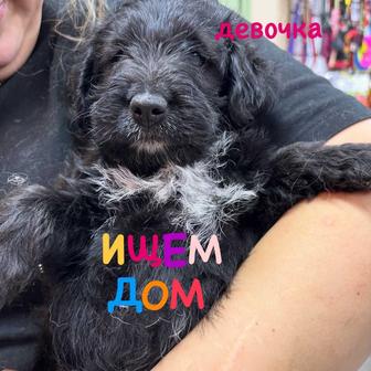 Щенки в добрые руки