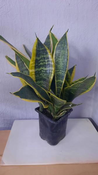 Сансевиерия- 4 сорта