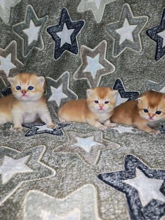 Шотландские котята золотая шиншилла