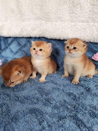 Шотландские котята золотая шиншилла