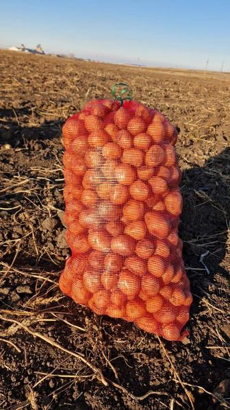 Продам картошку