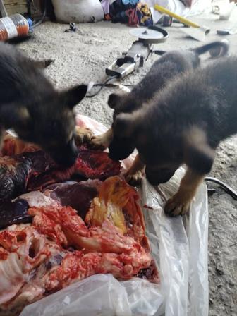 Продам щенят немецкой овчарки