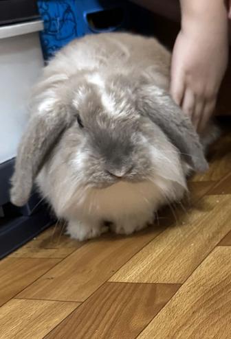 Продам кролика