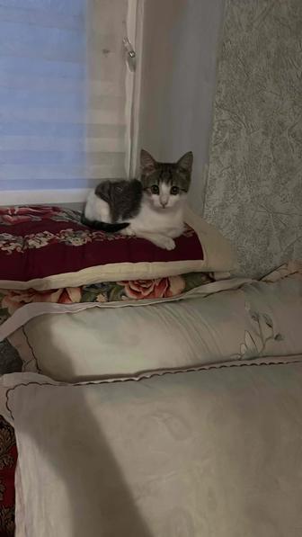 Отдам кота