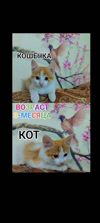 Отдам котят в хорошие руки!с доставкой на дом!