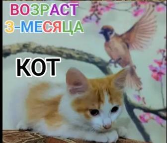Отдам котят в хорошие руки!с доставкой на дом!