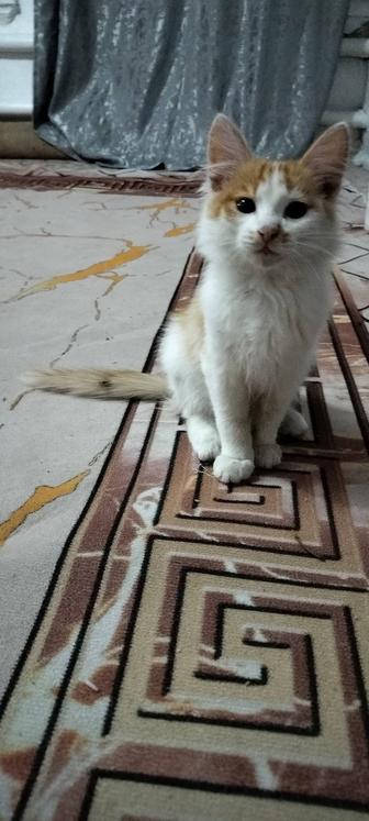 Отдам котенка мальчика в хорошие руки!с доставкой на дом!