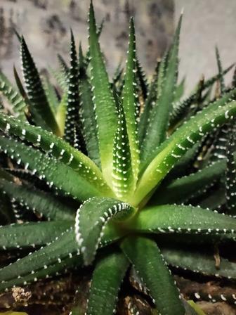 Хавортия полосатая - кактус без иголок