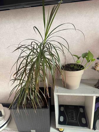 Продам цветы