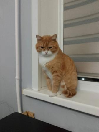 Отдам бесплатно рыжего кота. Домашний.