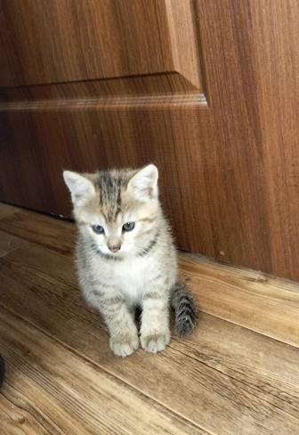 Отдам котят