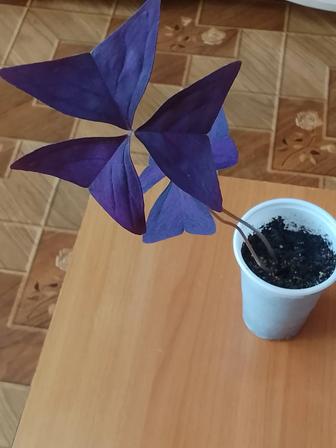 Продам комнатное растение