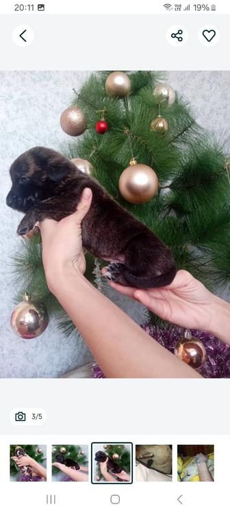 Отдам щенков как в хорошие руки