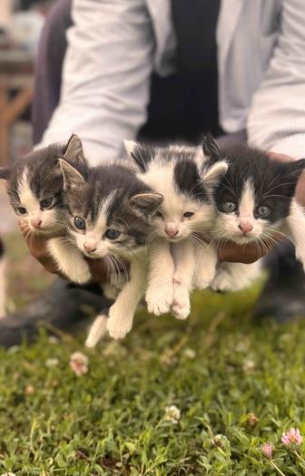 Котята ищут дом
