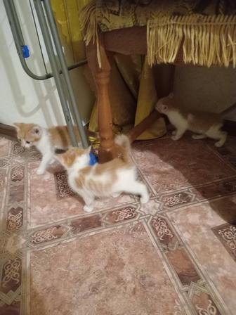 Отдам котят бесплатно