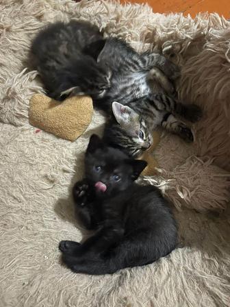 Котята