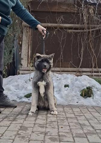 Американская Акита