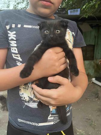 Отдам котят бесплатно