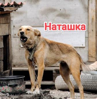 Собаки