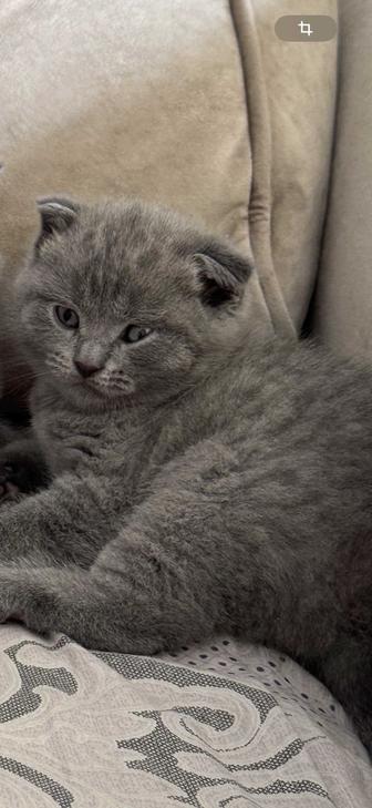 Шотландские котята