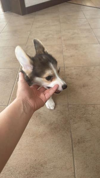 Продам щенка корги . 3,5 мес ,имеет паспорт и все прививки .