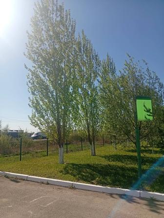 Продам деревья