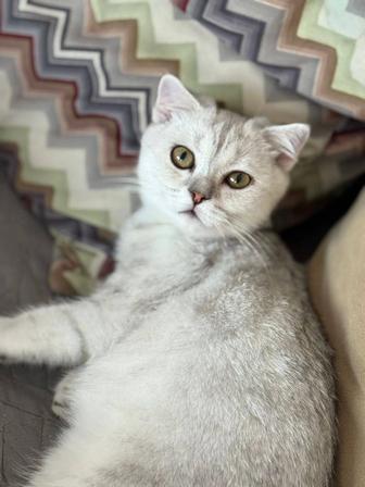 Отдам кошку в хорошие руки