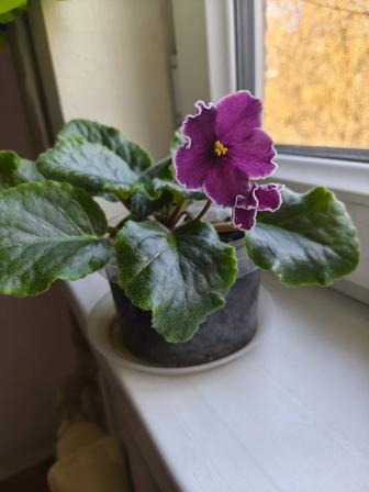 Продам комнатную фиалку
