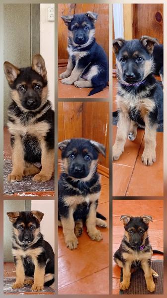 Щенок немецкой овчарки